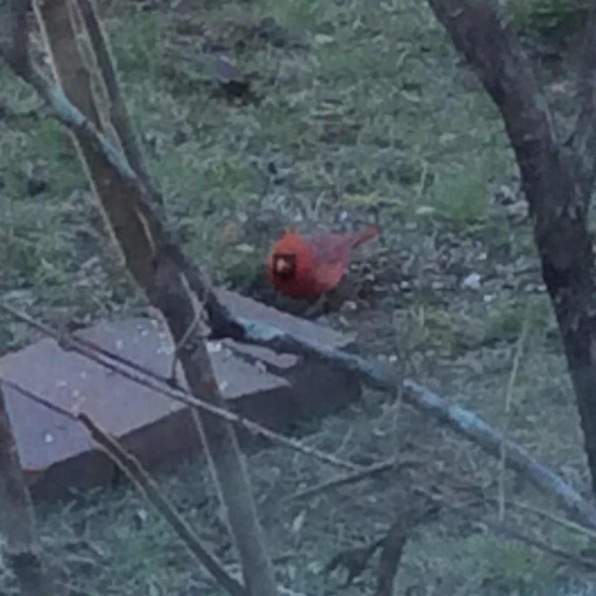 Cardinal