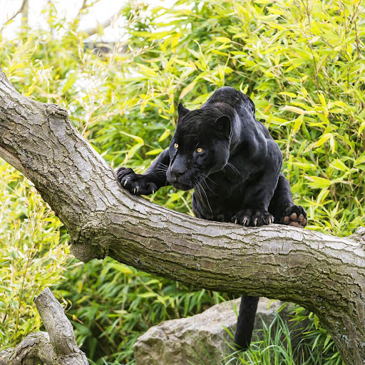  Download  Black  Panther  Live  Wallpaper  for PC