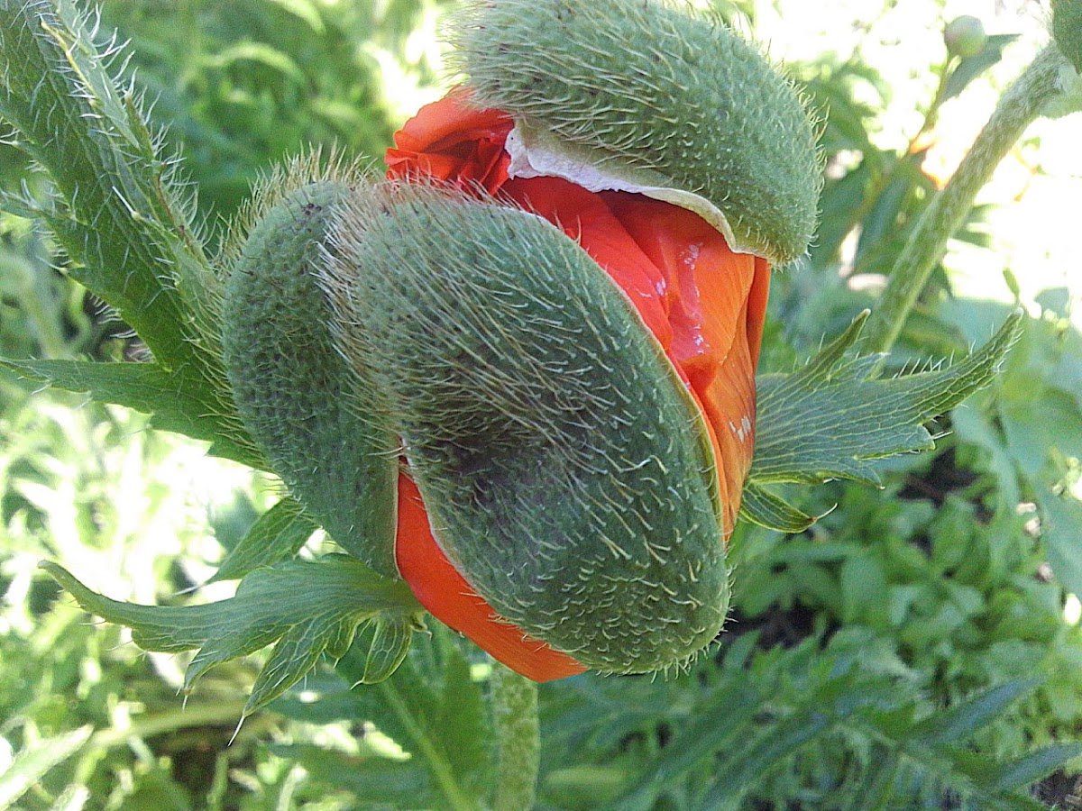 Papaver orientale