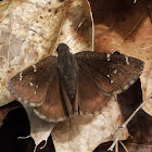 Northern cloudywing