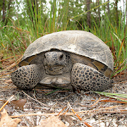 Florida Gopher Tortoise  Icon