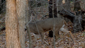 Pre-Rut at Fox Creek thumbnail