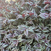 Wandering Jew