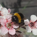 Buff-tailed Bumblebee