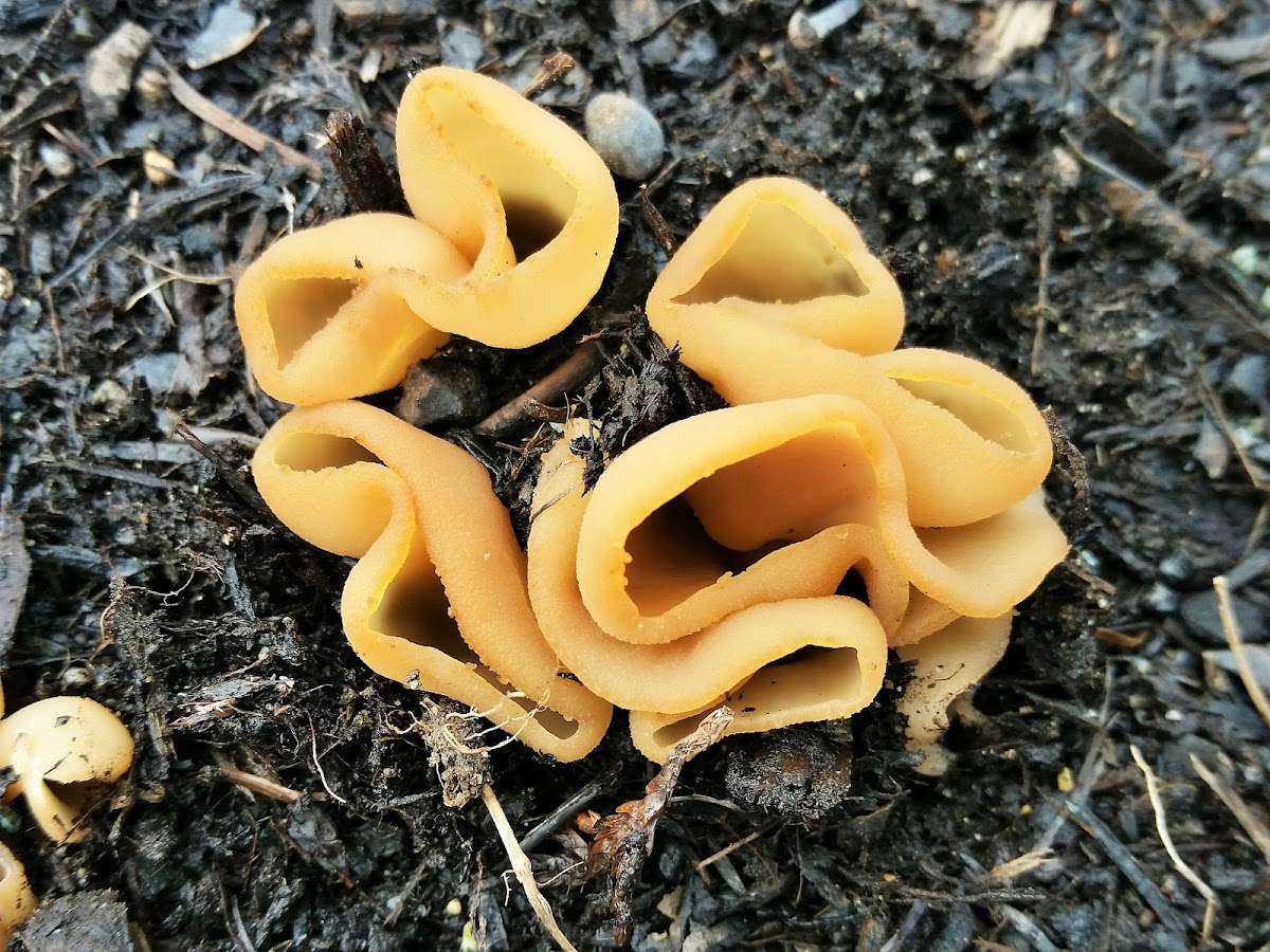 Cup fungus