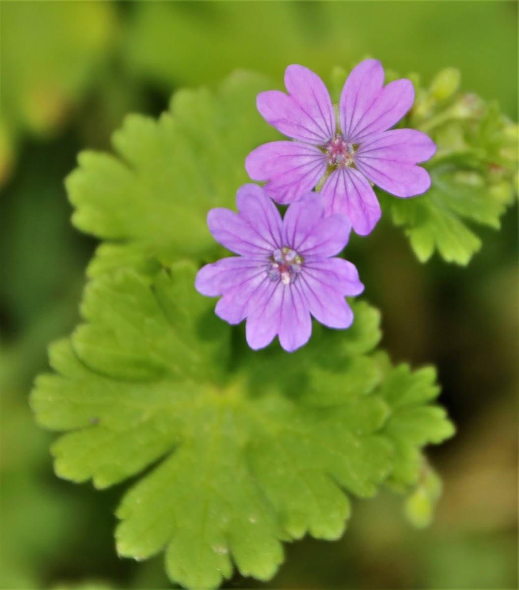 Round-leaved Crane's-Bill