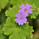 Round-leaved Crane's-Bill