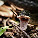 Eboni Keel-backed Snake