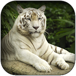 White Tiger Wallpaper HD Apk