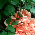 Chicken of the woods