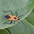 Leaf Footed Bug