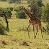 Masai giraffe, Kilimanjaro giraffe