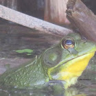 American Bullfrog