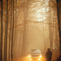 Nel bosco, in autunno e con la nebbia di 