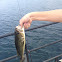 Largemouth Bass