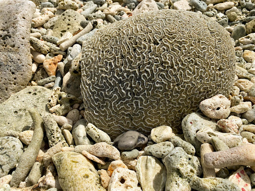 brain-coral-in-bonaire.jpg - A brain coral washed up on the beach in Bonaire. 