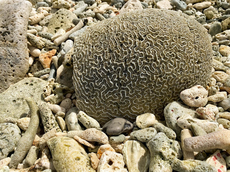 A brain coral washed up on the beach in Bonaire. 