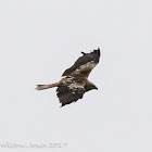 Red Kite