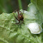 Ground Crab Spider