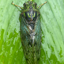 Cicada