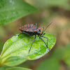 Coreidae