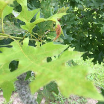 Trees and Plant Identification