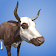 AR Real Animals  icon