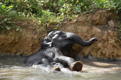 Watch the elephant taking a bath