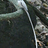 Asian Paradise Flycatcher