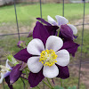 Columbine