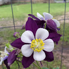 Columbine