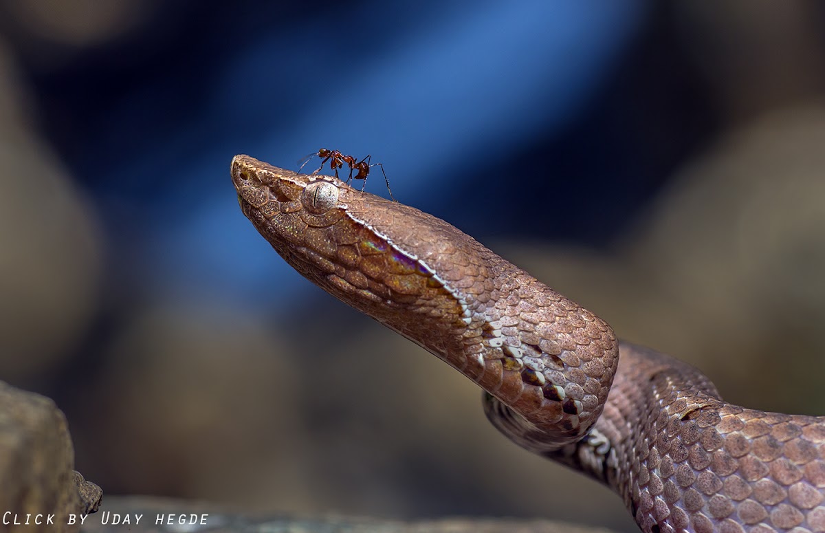 Hump-nosed pit viper
