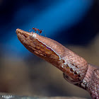 Hump-nosed pit viper