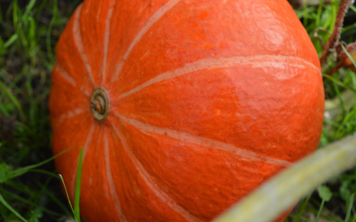 Dark orange round pumpkin screenshot 1