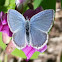 Spring azure