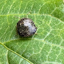 Kudzu Bug