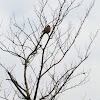 モズ (Bull-headed Shrike)