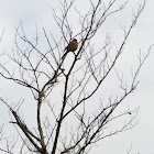 モズ (Bull-headed Shrike)