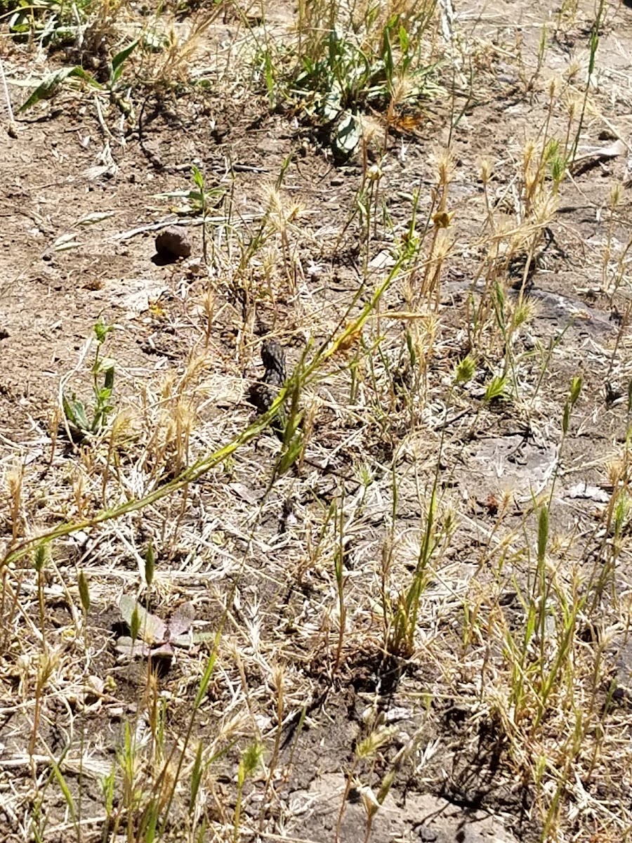 Sagebrush Lizard