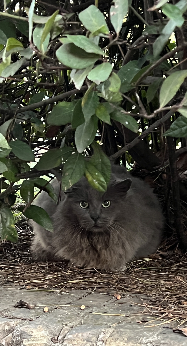 Gatto sotto l'albero di Felix64