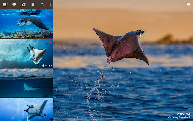 Manta Ray HD Wallpapers New Tab Theme