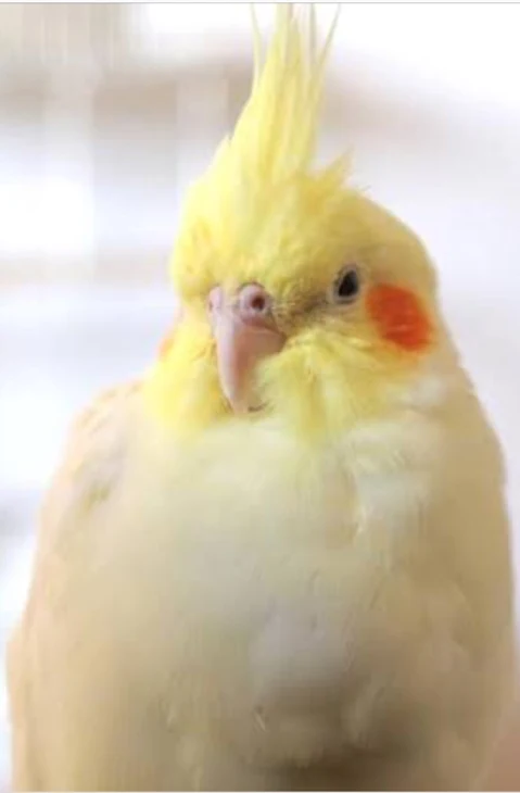 「インコを飼った！」のメインビジュアル