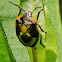 Green stink bug