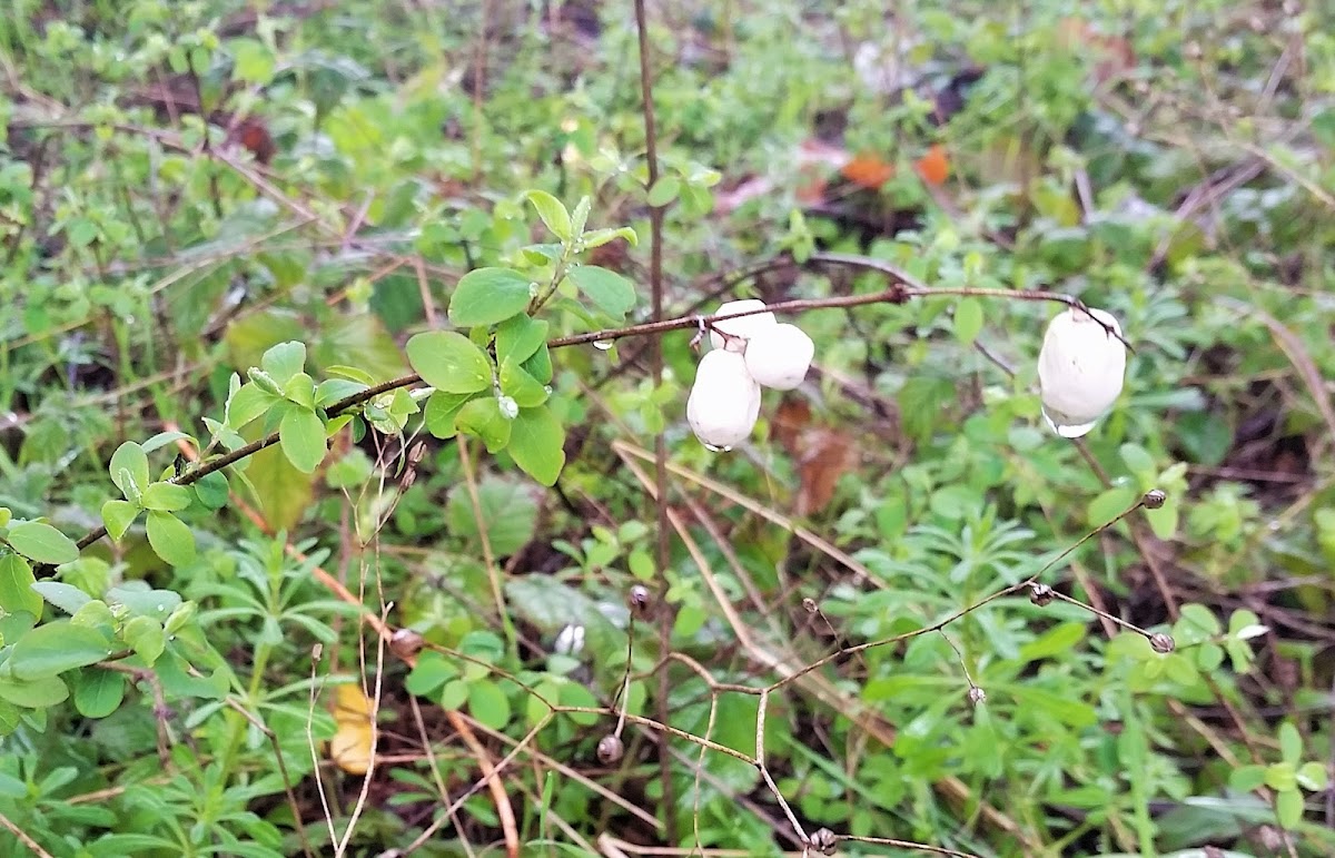 Common Snowberry