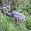 Blue Heron