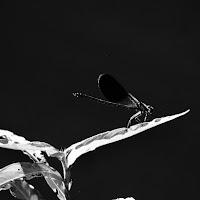 Dragonfly di Gabor
