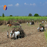 Sugar Farmer App icon