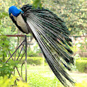 Indian Peafowl