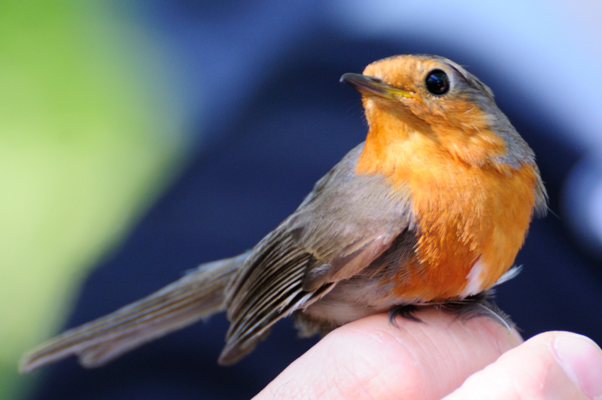 European Robin; Petirrojo