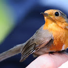 European Robin; Petirrojo